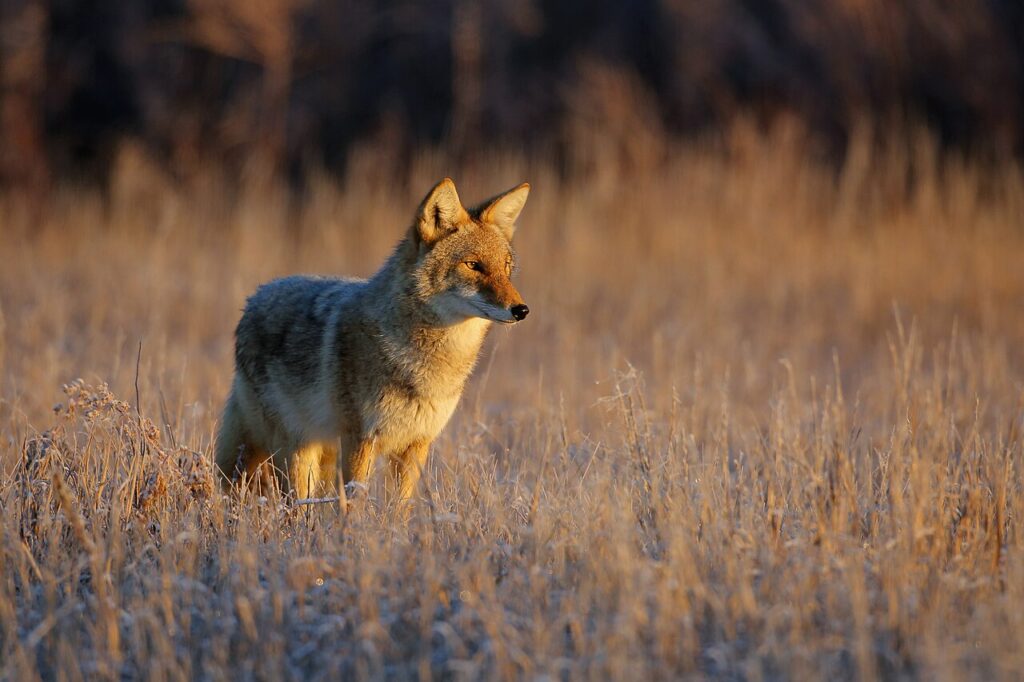 Coyotes walking on their toes to make as little noise as possible in the Rocky Flats National Wildlife Refugee.