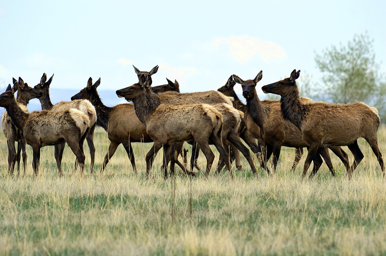 How Rocky Flats Refuge Impacts Arvada’s Ecology